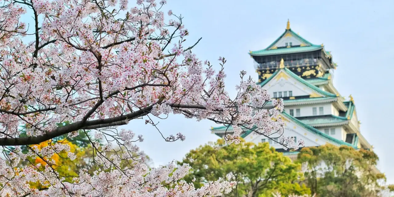 Kwiaty wiśni kwitną przed zamkiem Osaka. Idealny widok, kiedy do Japonii na wiosnę.